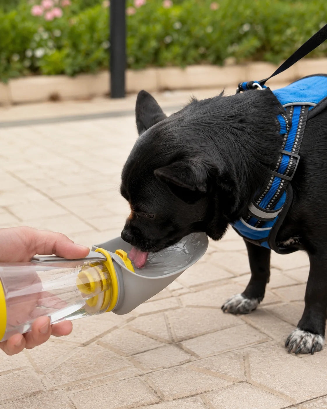 Perro bebiendo desde Lenvexa PawSip amarillo y gris durante una salida